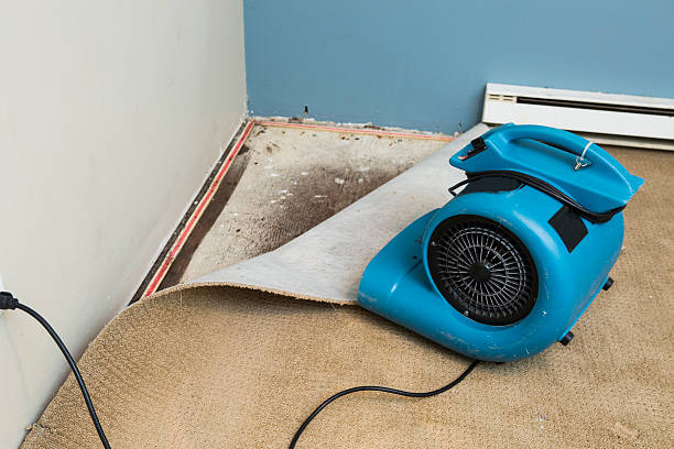 Water damage restoration mold remediation in Lomita, CA